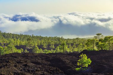 Çam ağaçları üzerinde dağ manzarası