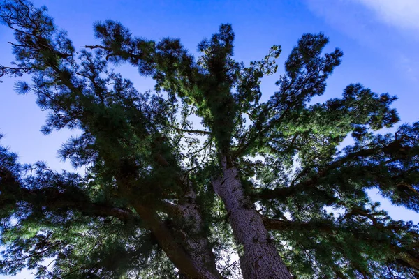 FIR Tree på himmel bakgrund — Stockfoto