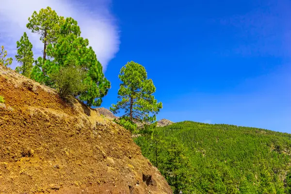 Árboles de abeto en el paisaje de montaña —  Fotos de Stock