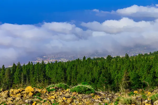 Alberi di abete sul paesaggio montano — Foto Stock