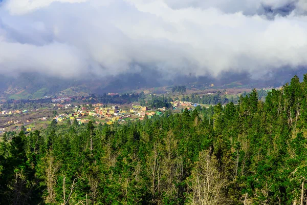 モミの木山の風景 — ストック写真