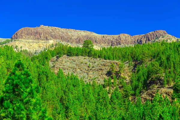 Árboles de abeto en el paisaje de montaña —  Fotos de Stock