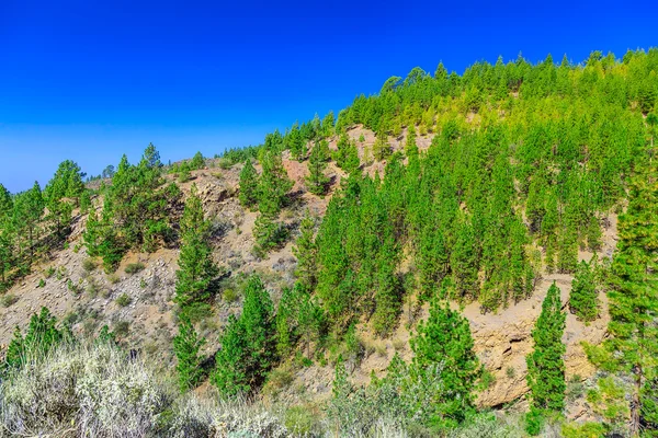 Árboles de abeto en el paisaje de montaña —  Fotos de Stock