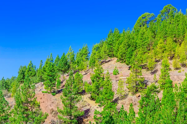 Árvores de abeto na paisagem montanhosa — Fotografia de Stock