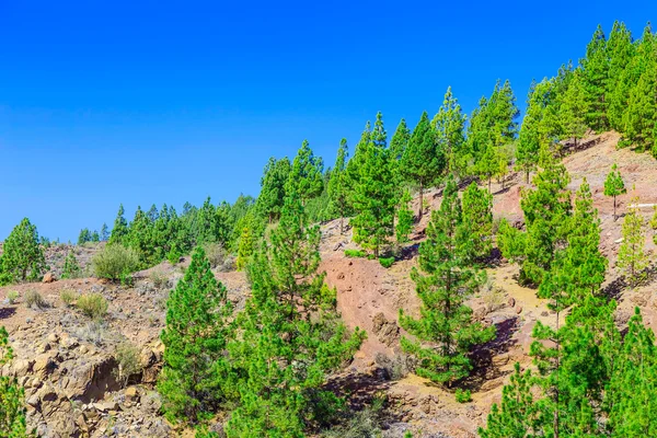 Árboles de abeto en el paisaje de montaña —  Fotos de Stock