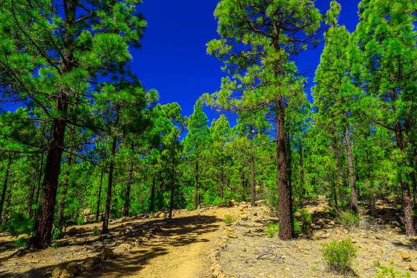 Alberi di abete sul paesaggio montano — Foto Stock