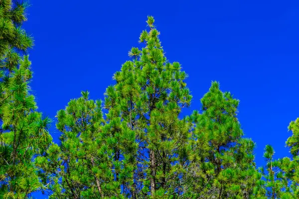 Árvore de abeto no céu fundo — Fotografia de Stock