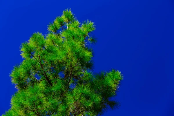 空を背景にモミの木 — ストック写真