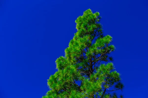 Fir Tree on Sky Background — Stock Photo, Image