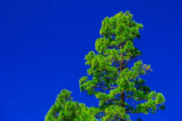 Árvore de abeto no céu fundo — Fotografia de Stock