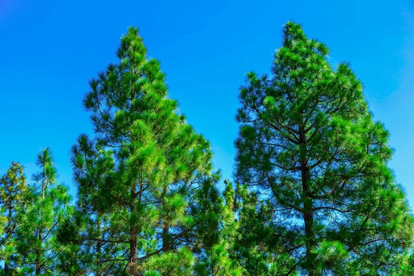 天空背景的冷杉树 — 图库照片