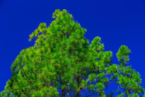 FIR Tree på himmel bakgrund — Stockfoto