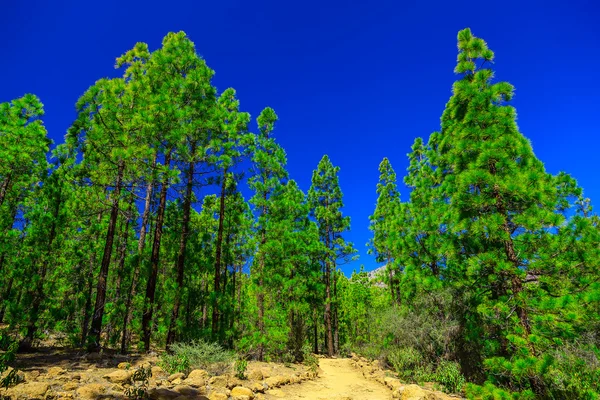 Alberi di abete sul paesaggio montano — Foto Stock