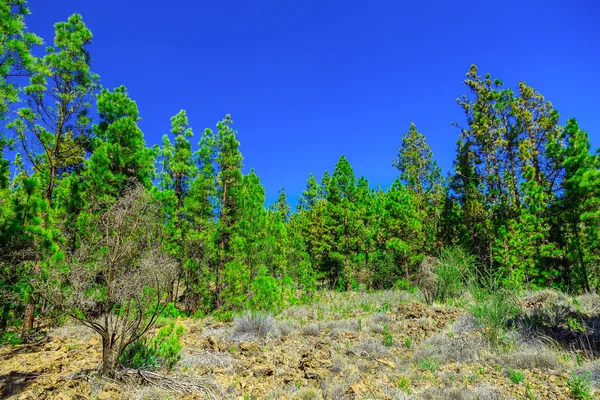 Dennenbomen op berglandschap — Stockfoto