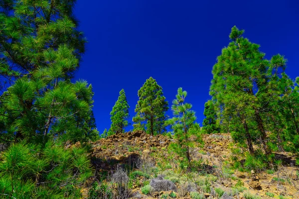 Dennenbomen op berglandschap — Stockfoto