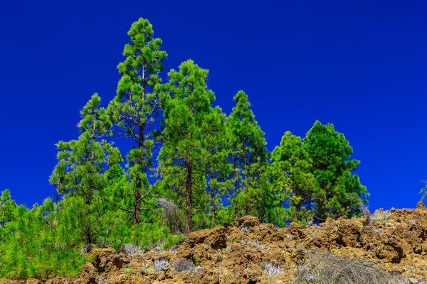 Árvores de abeto na paisagem montanhosa — Fotografia de Stock