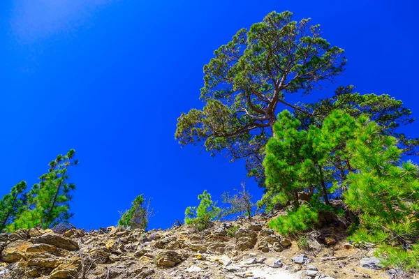 Árboles de abeto en el paisaje de montaña —  Fotos de Stock