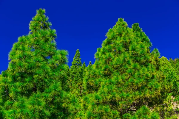 Еловые деревья на горном ландшафте — стоковое фото