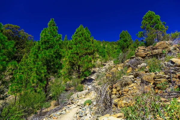 Árvores de abeto na paisagem montanhosa — Fotografia de Stock