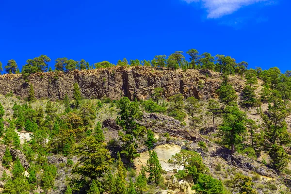 Dennenbomen op berglandschap — Stockfoto