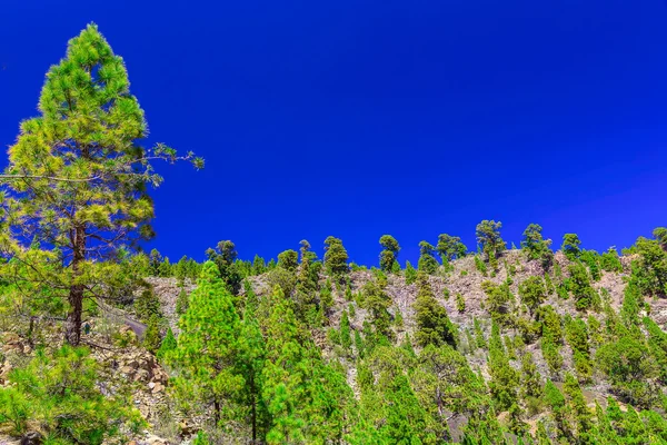 Árvores de abeto na paisagem montanhosa — Fotografia de Stock