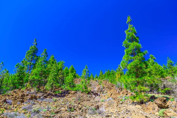 Dennenbomen op berglandschap — Stockfoto