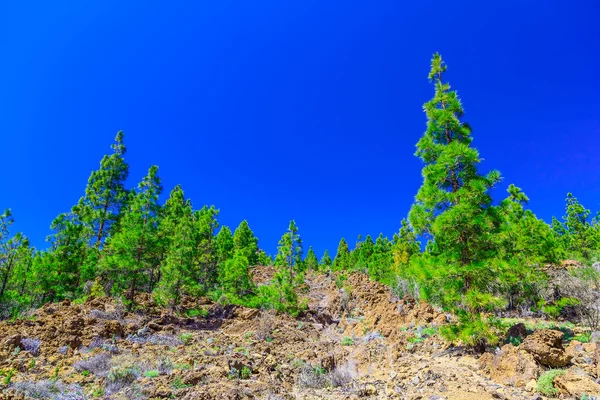 杉木树对山风景 — 图库照片