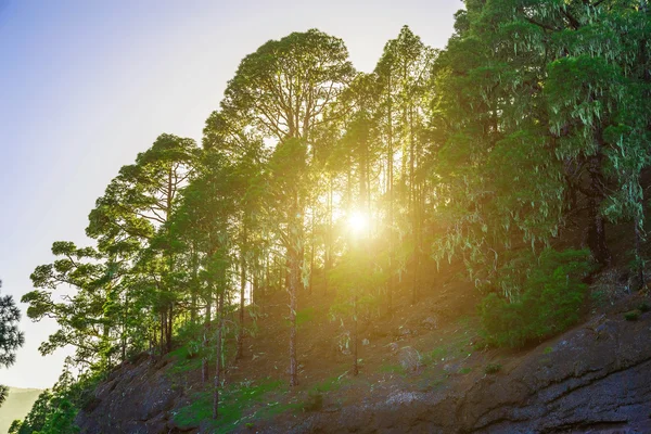 Árboles de abeto en el paisaje de montaña —  Fotos de Stock