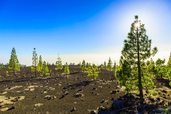 Granar på bergslandskap — Stockfoto