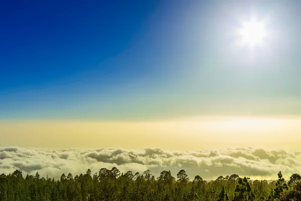 杉木树对山风景 — 图库照片