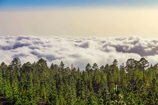 Fir Trees on Mountain Landscape — Stock Photo, Image