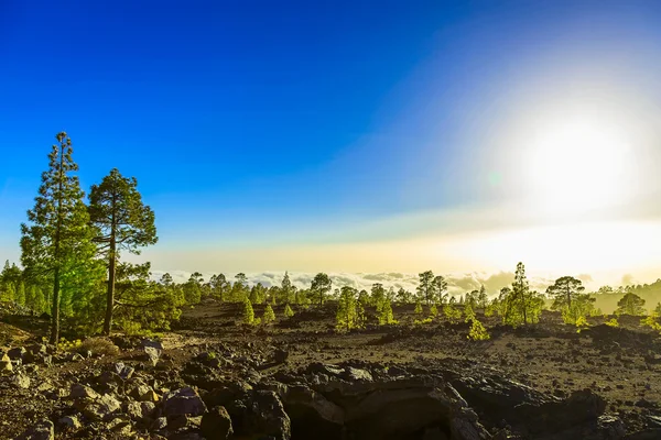 Árboles de abeto en el paisaje de montaña —  Fotos de Stock