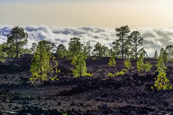 Dennenbomen op berglandschap — Stockfoto