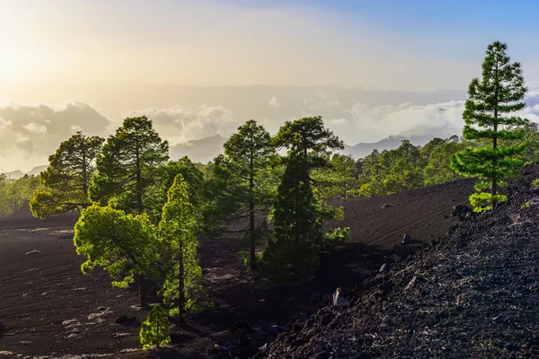 Fir Trees on Mountain Landscape — Stock Photo, Image