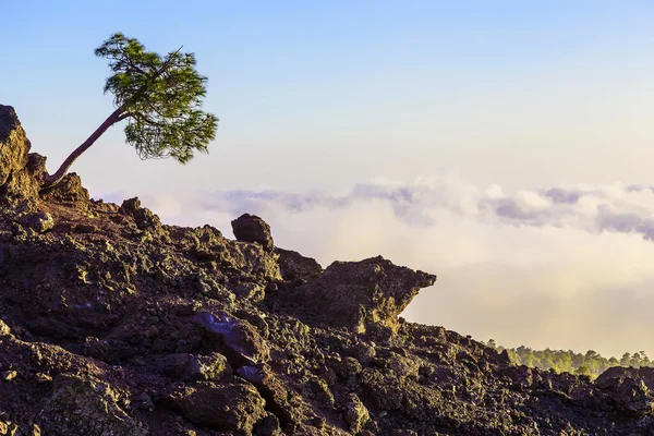 Tree on Mountain Landscape — Stock Photo, Image