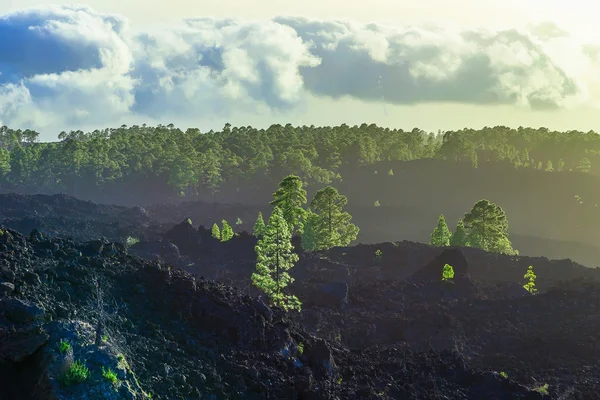 Granar på bergslandskap — Stockfoto