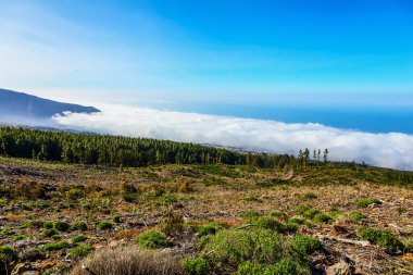 Landscape on Tenerife Island in Spain clipart