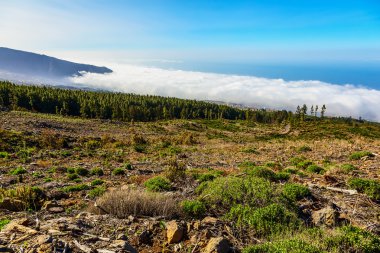 Manzara İspanya Tenerife adasında
