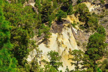 Tenerife adasında Mounains orman