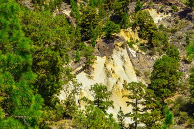 Tenerife adasında Mounains orman