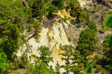 Tenerife adasında Mounains orman