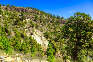 Tenerife adasında Mounains orman