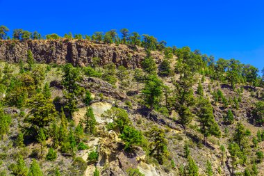 Tenerife adasında Mounains orman