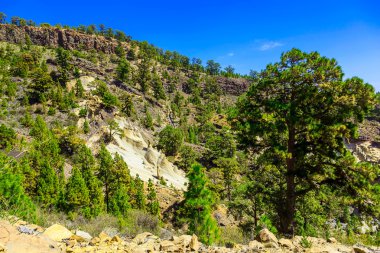 Tenerife adasında Mounains orman