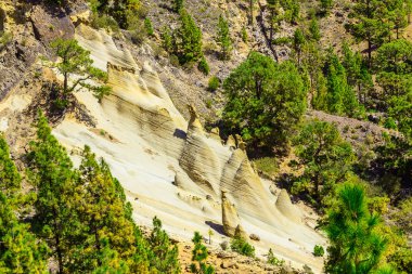 Tenerife adasında Mounains orman