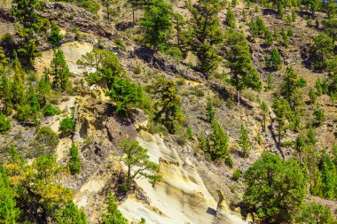 Tenerife adasında Mounains orman