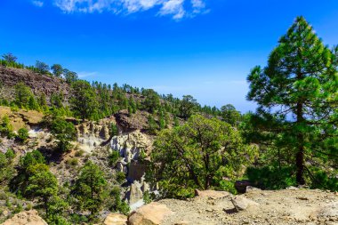 Tenerife adasında Mounains orman
