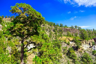 Tenerife adasında Mounains orman