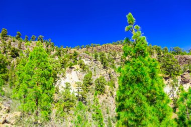 Tenerife adasında Mounains orman