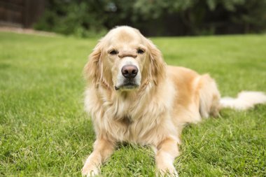 Altın retiriever